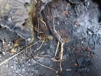 2020 Genesis G80 VIN: