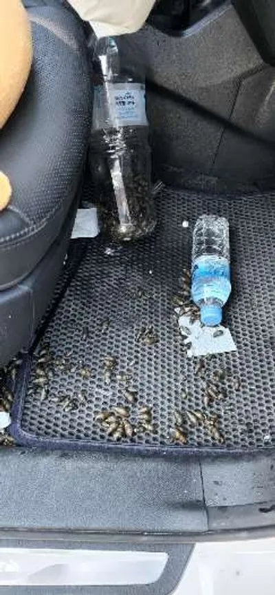 2017 Hyundai Santa FE KMHSW81UDHU763604 VIN:KMHSW81UDHU763604