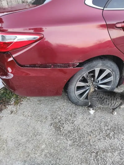 2016 Toyota Camry 577KM4T1BF1FK6GU6 VIN:577KM4T1BF1FK6GU6