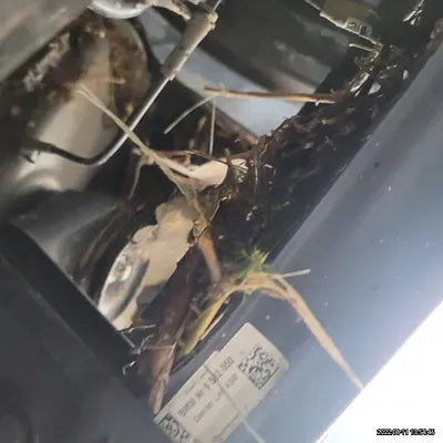 2021 BMW X4 M NONE VIN: