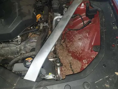 2019 Genesis G70 VIN: