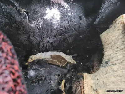 2016 Audi Q5 WAUZZZ8R0GA050175 VIN:WAUZZZ8R0GA050175