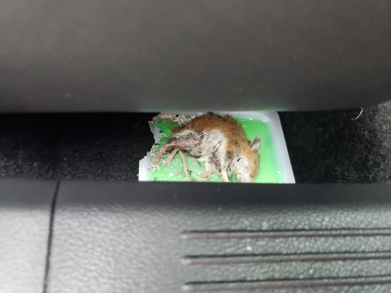 2023 NISSAN ROGUE SV VIN:5N1BT3BB1PC691298