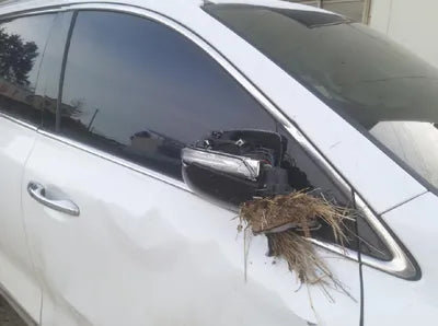 2019 Kia Sorento KNAPH81BDKA479311 VIN:KNAPH81BDKA479311