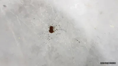 2015 MINI Cooper VIN: