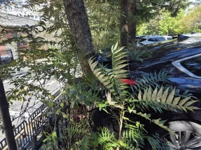 2016 Genesis G80 VIN: