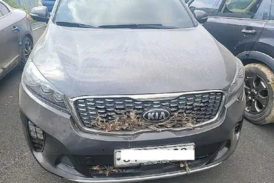 2019 Kia Sorento KNAPS81BBKA499609 VIN:KNAPS81BBKA499609
