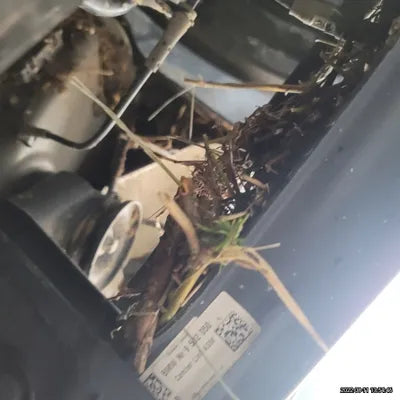 2021 BMW X4 M WBSUJ010XM9F16036 VIN:WBSUJ010XM9F16036