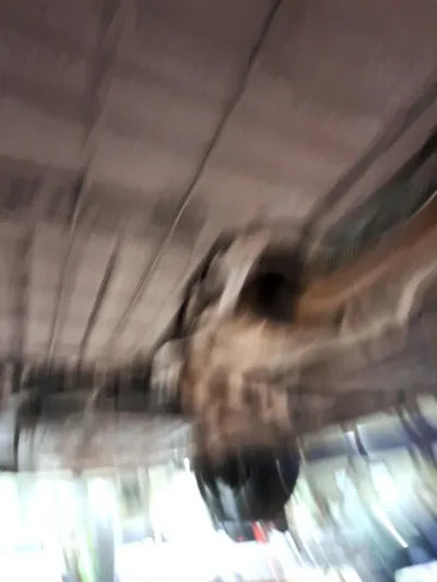 2021 BMW 545 WBATA6109M9E71786 VIN:WBATA6109M9E71786