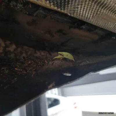 2021 BMW X4 M WBSUJ010XM9F16036 VIN:WBSUJ010XM9F16036