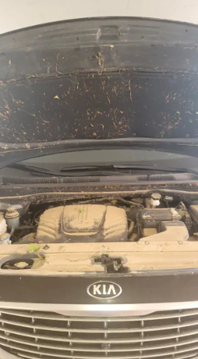 2017 Kia Carnival KNAME811BHS277109 VIN:KNAME811BHS277109