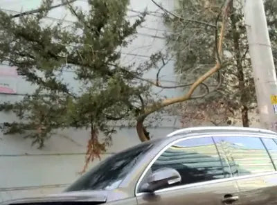 2015 Volkswagen Tiguan WVGZZZ5NZFW033005 VIN:WVGZZZ5NZFW033005