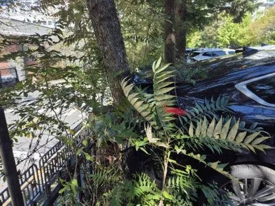 2016 Genesis G80 VIN: