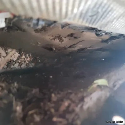 2021 BMW X4 M NONE VIN: