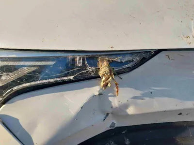2023 Kia Sorento KNARJ81GDPA178073 VIN:KNARJ81GDPA178073