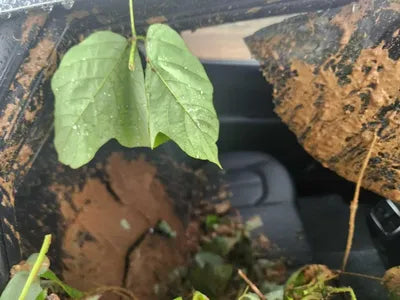 2017 Kia K5 654KMKNAGU411BHA1 VIN:654KMKNAGU411BHA1