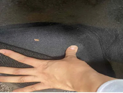 2022 BMW X1 WBA11DG08N5V39374 VIN:WBA11DG08N5V39374