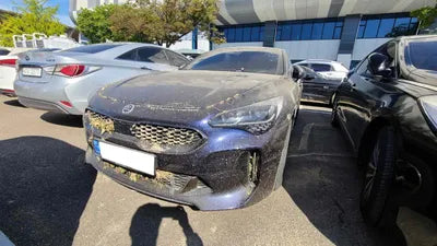 2021 Kia Stinger KNAE351DBMS096955 VIN:KNAE351DBMS096955